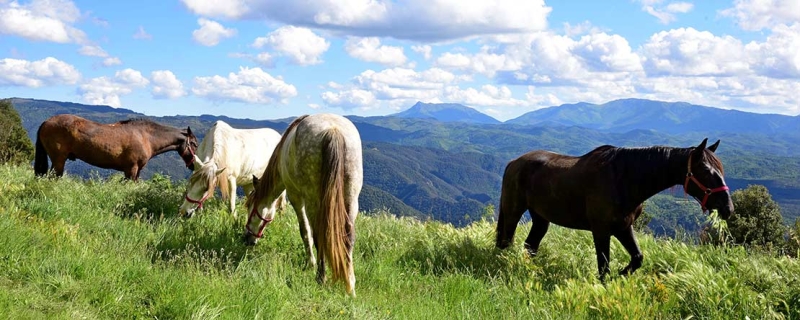 horse trail ride in spain