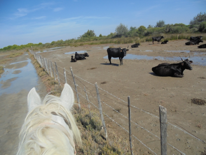 a cheval en provence