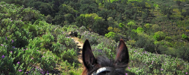 horseback trail ride spain