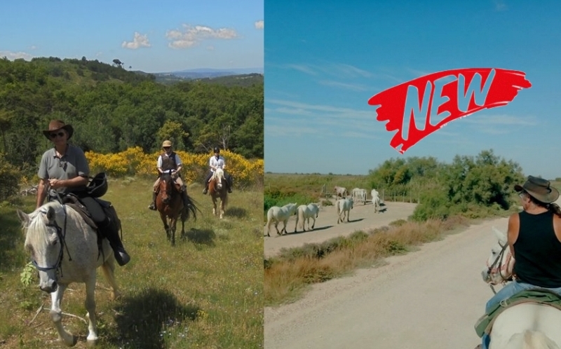 discover the provence on horseback