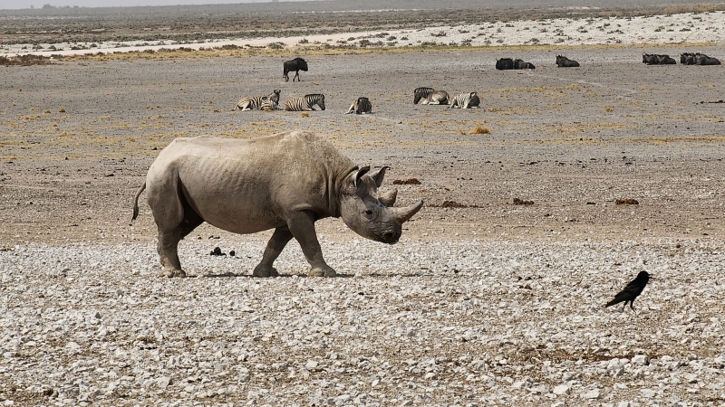 African explorer safari