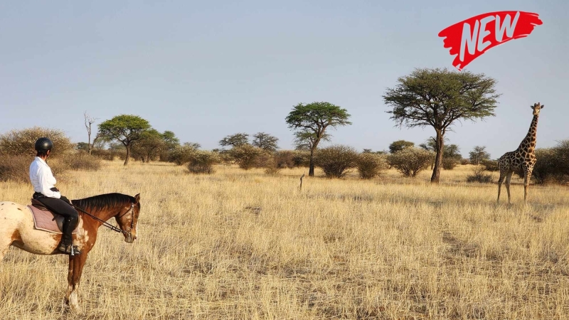 African explorer safari