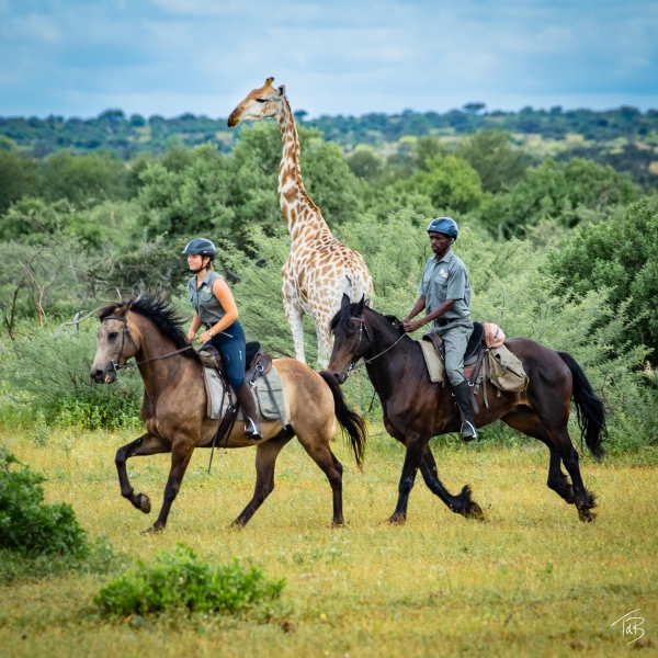 African explorer safari