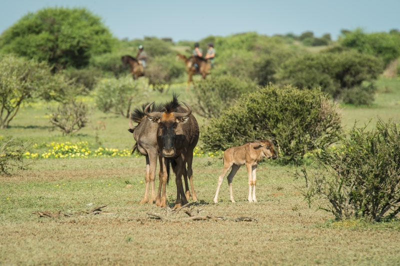 horseback riding safari