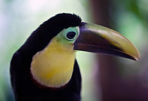 Costa Rica equestrian vacation