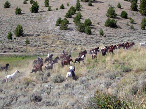 ssejour en ranch dans le montana usa
