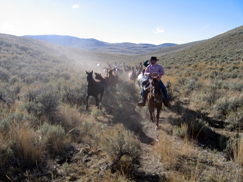 cheval dans un ranch usa