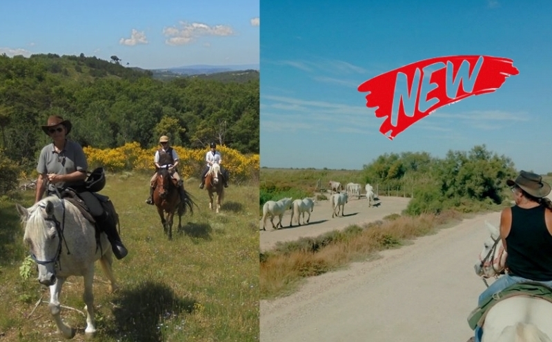 discover the provence on horseback