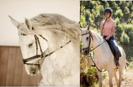 equestrian holidays in Portugal