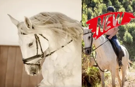 equestrian holidays in Portugal