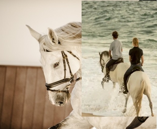 equestrian holidays in Portugal