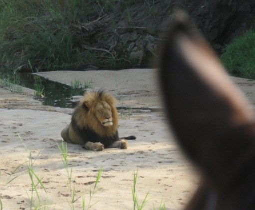 horse riding safari in Africa