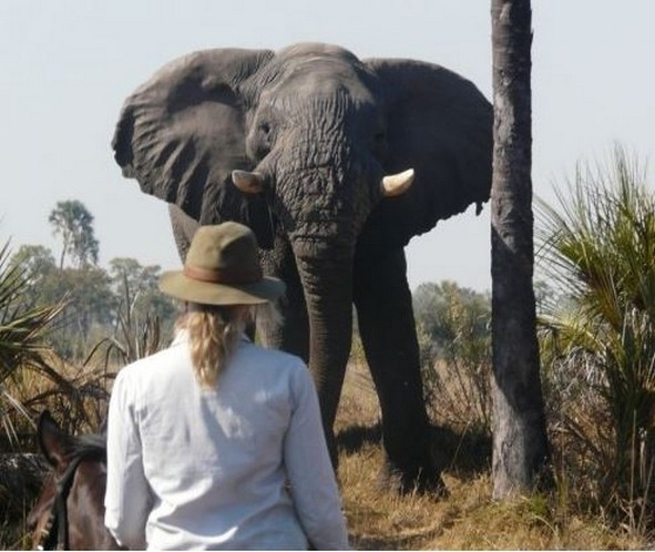 equestrian safari in Kenya