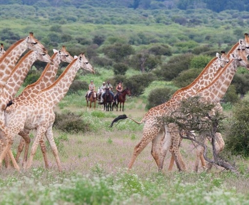 horse riding safari