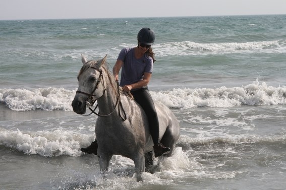 horse riding in camargue