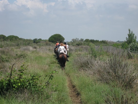 horseback trail ride in camargue