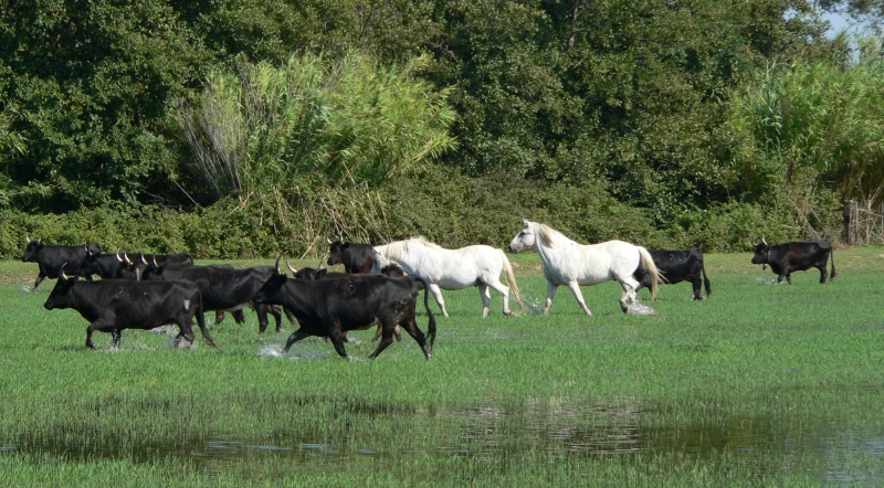 camargue horse riding