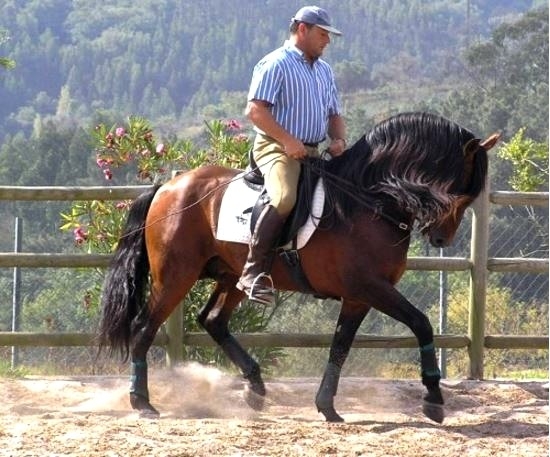 horse riding in Portugal