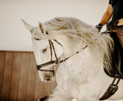 week horse riding in Portugal