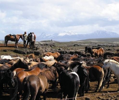 randonnee equestre islande