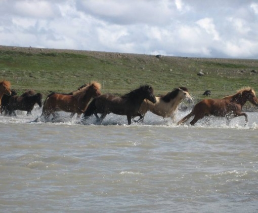 islande a cheval