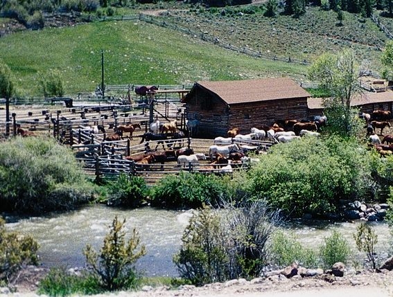 horse riding in a ranch usa