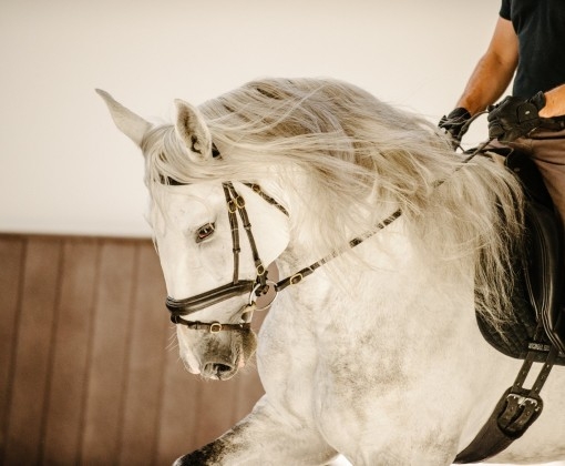 equestrian holidays in Portugal