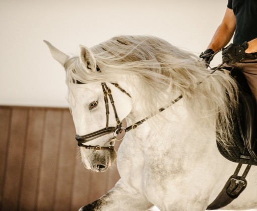 equitation au portugal