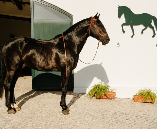 Portugal horse riding holidays