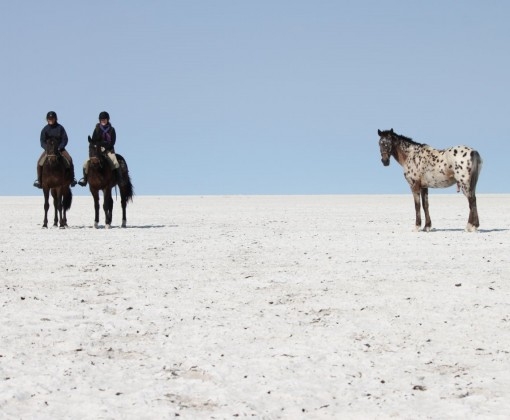 faire un safari a cheval