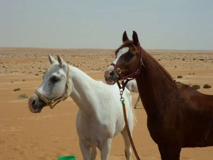 equestrian trip in Oman