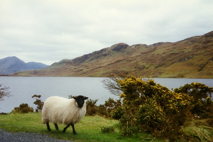 riding horse ireland