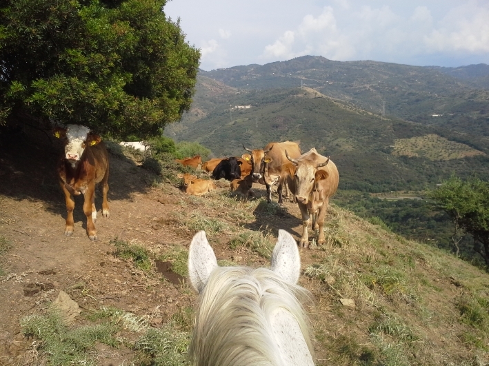 horse riding trail ride in sicily