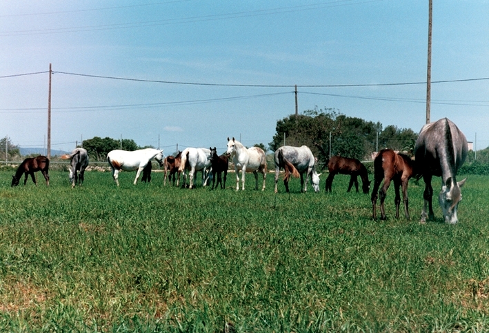 horse riding in majorca