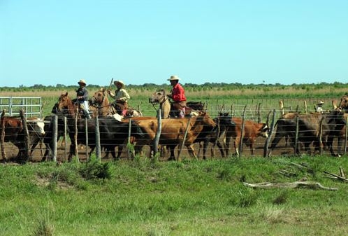 Argentina's Gaucho, Cattle Herding at an Estancia