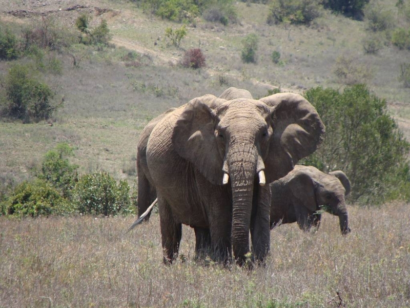 safari a cheval Kenya Elephants