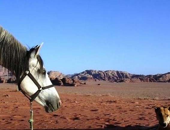 horseback riding in jordan
