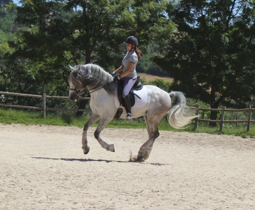 stage dressage portugais