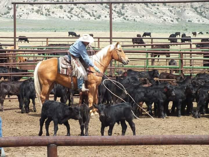 cheval dans un ranch usa