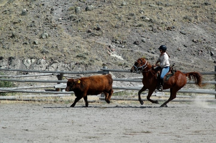 horseback riding cattle work in a ranch usa