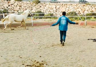 natural horsemanship parelli cabo de gata