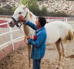 natural horsemanship parelli cabo de gata