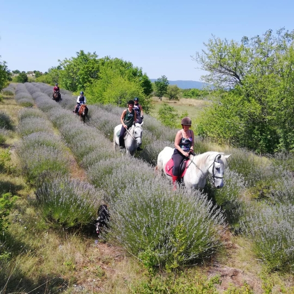 horse riding in croatia