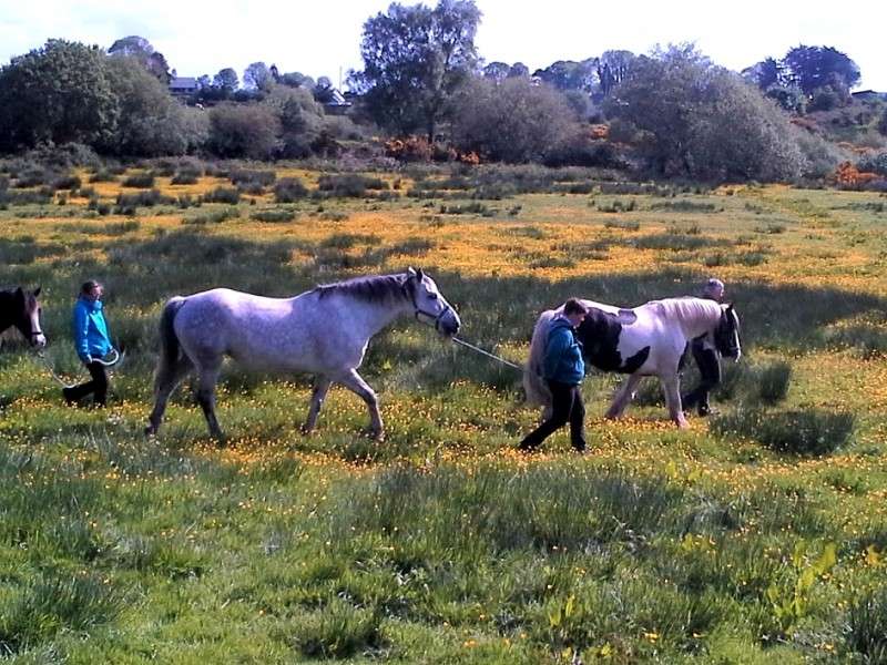 horseback riding trail ride in ireland