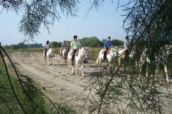 horseback ride in camargue