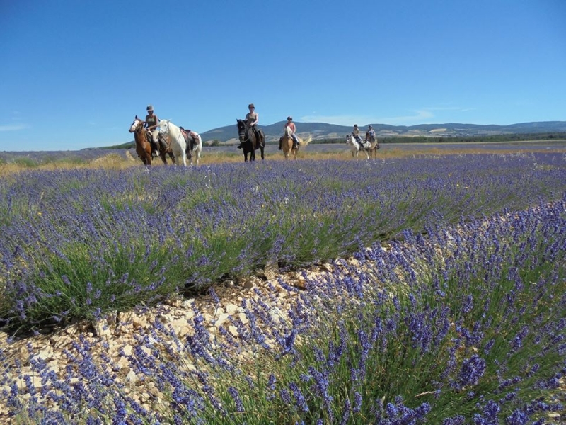 horseback trail ride in provence