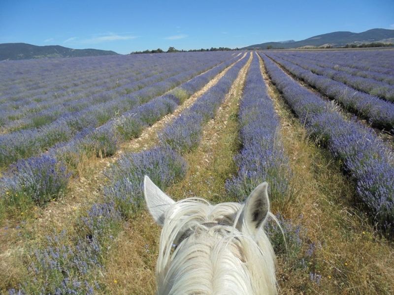 horseback trail ride in provence