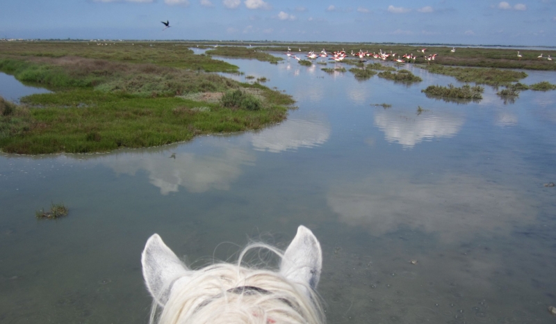 horse riding in camargue