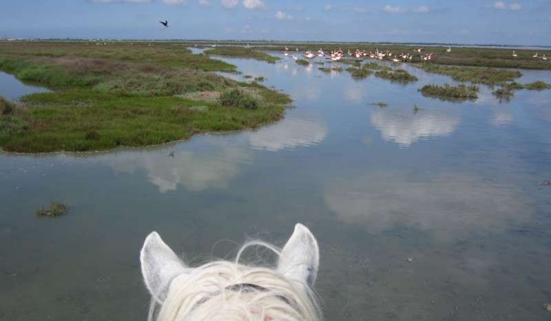 horse riding in Camargue