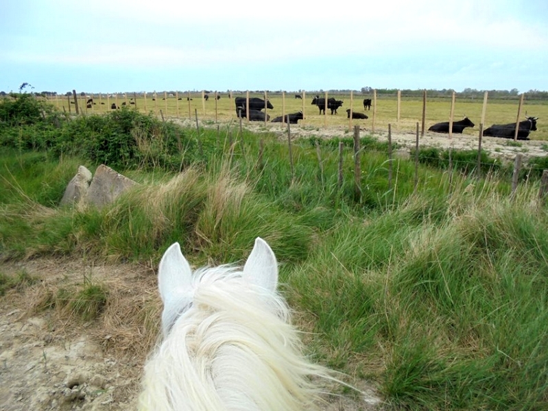 horseback riding in camargue